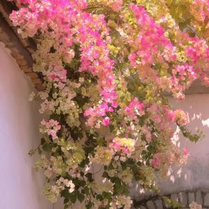 是我给自己的圈套