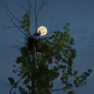 夜间各种虫鸣 [高质量]