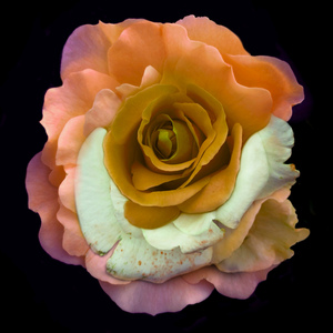 잭 - 모두의 마음을 훔쳐 간 남자 (Demo)