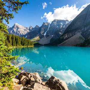 A La Sombra De Los Pinos Gigantes