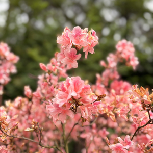 甜味浮光贴（全糖版）.mp3