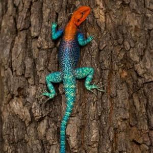 Lizards