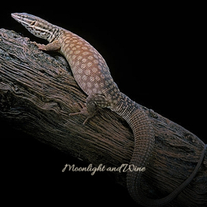 Always There for You_Underscore 2