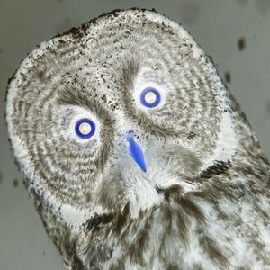 Pope Rock Glitter Crash