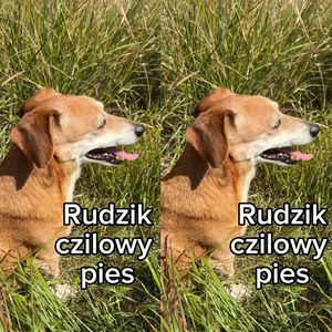 Rudzik Czilowy Pies