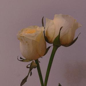 你看我时.我希望今天更加漫长