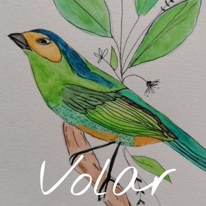Volar