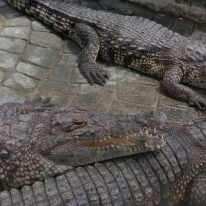 Just Ain't Enough (feat. 6BabyReem)