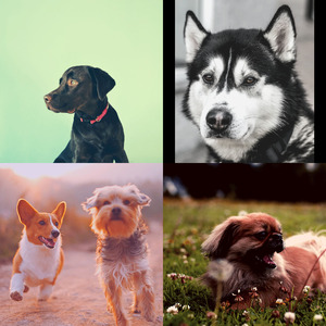 精彩可爱的狗环境