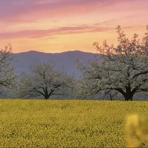 Playful Pet Video Melody