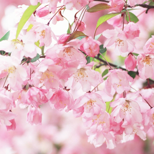 梦と叶桜（翻自 初音未来）