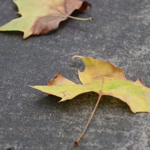 习惯（cover 张阳阳）
