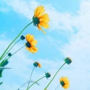 雨醉年华（治愈八音盒）