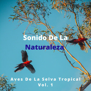 El Canto De La Cacatúa