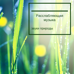 Белый лотос