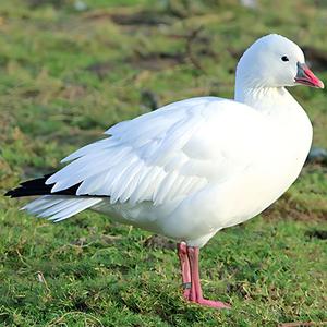 ARIGATO GOSAI MAS TU GOSAI MENOS Q UN CASA PEO CASA GATO CASA TULAS TE QUIERO IR A DISNAMARCA A VER MAPACHES DE AUSTRALIA