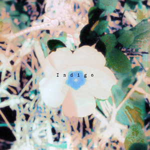 Indigo