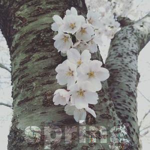 春天的时候 养了一只橘猫