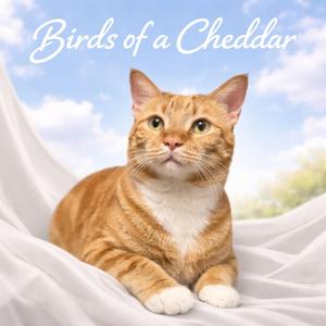 Birds of a Cheddar