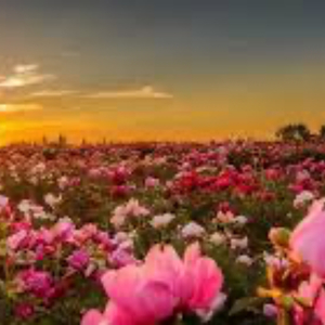 На підлозі півонії