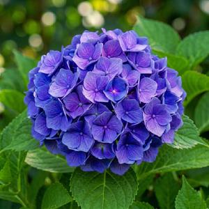 Hydrangea