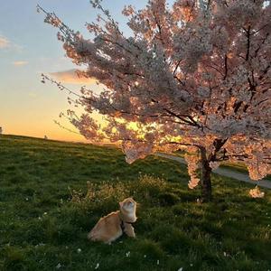 微微（纯音乐）