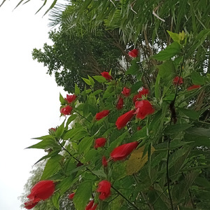 Cela,cabresto e gibão