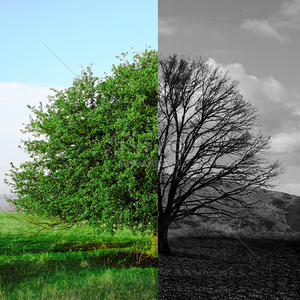 তাফসীরুল কোরআন মাহফিল