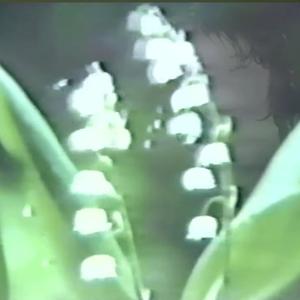 昨夜、窓からあなたの愛を思い浮かべました