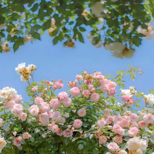 灯火下与你漫步的浪漫