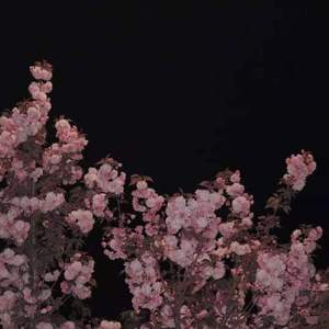 一生有爱何惧风飞沙