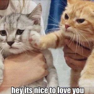 你好,很高兴爱上你