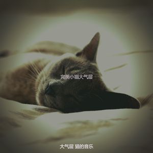 柔和的小猫时刻