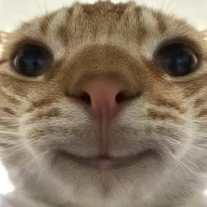 我要擦皮鞋(拼好梗)