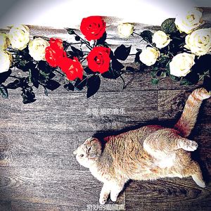 温和可爱的猫梦想