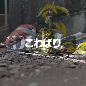 こわばり (feat. 可不)