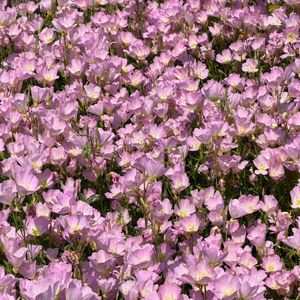 夏日邮寄
