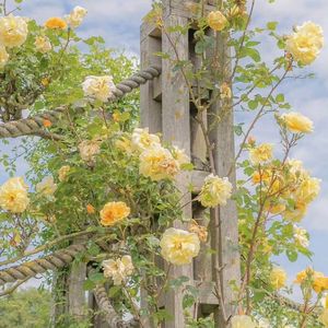 鲜花