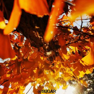 聚集时间的记忆（SUGARTT.boom remix）