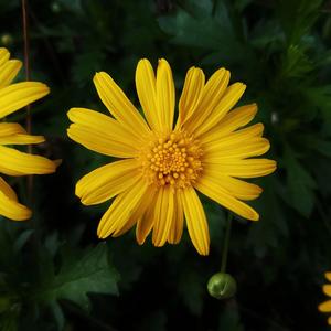 早晨的鸟儿·花丛