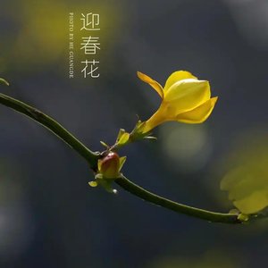 迎春花