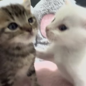 下雨天的暗恋恶作剧