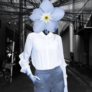 Myosotis