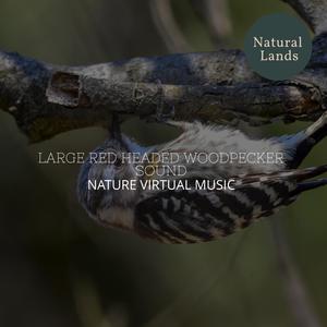 Placatory Coniferous Forest Evening