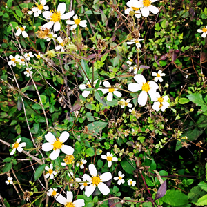 与达尔文从海底出发的一次飞翔般的旅行