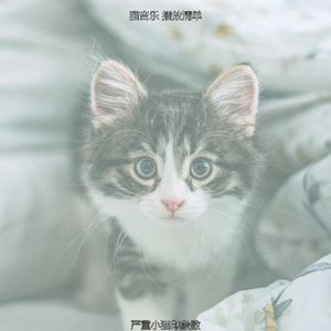 有趣放松的猫情怀