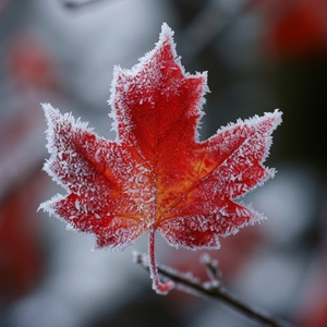 Frosty