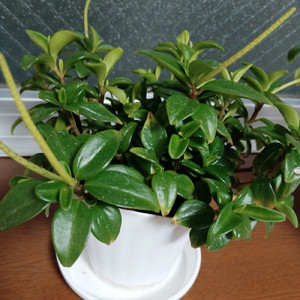 道化師 悲しみのピエロ