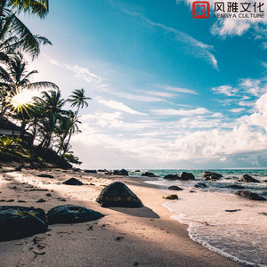 被冷落的小狗 -小提琴