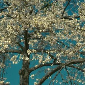 叭叭叭叭叭  (高街站桩曲)